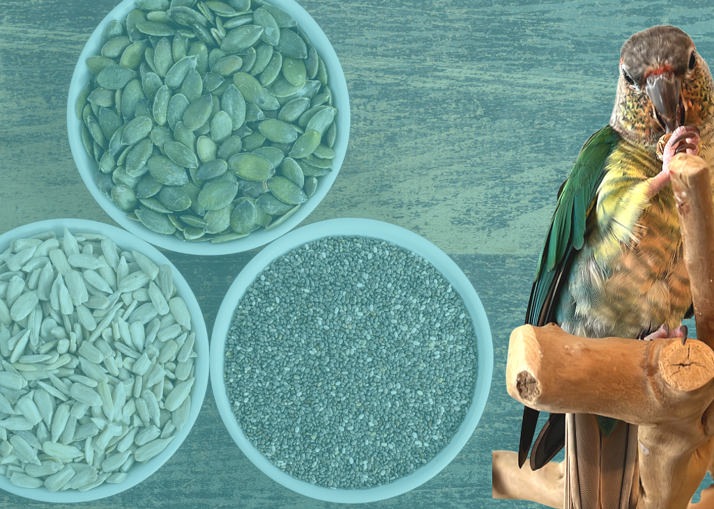 Healthy Seeds for Parrots Poodles and Parrots